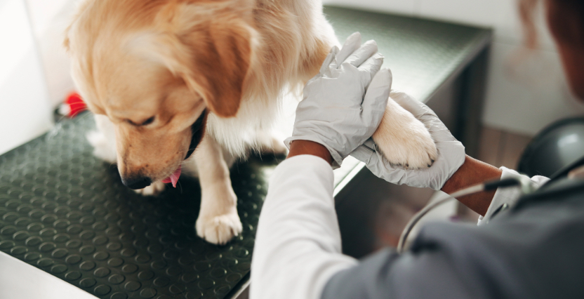 Hond bij de dierenarts
